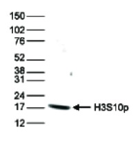 H3S10p | Histone H3 (p Ser10) (affinity purified) in the group Antibodies Plant/Algal / DNA/RNA/Cell Cycle / Plant Epigenetics/DNA methylation at Agrisera AB (Antibodies for research) (AS16 3635)